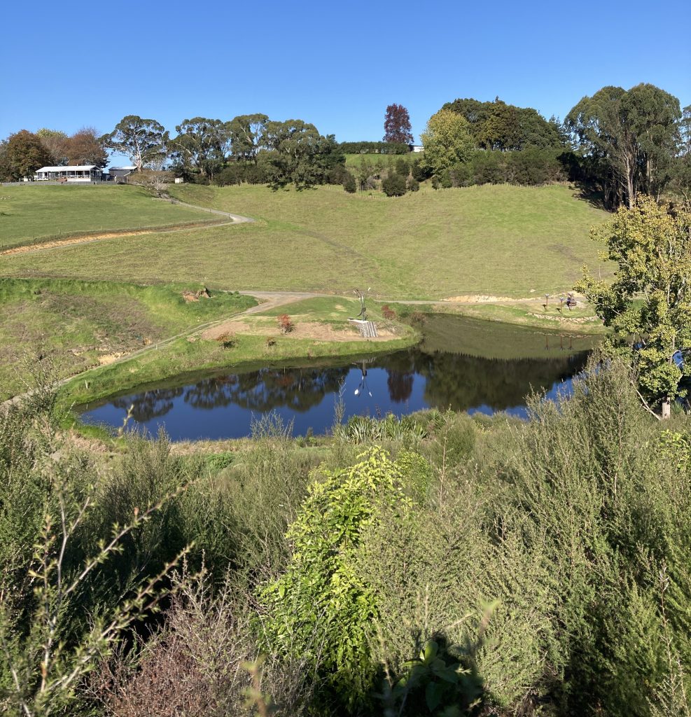 Regeneration Focus On Underplanting 1