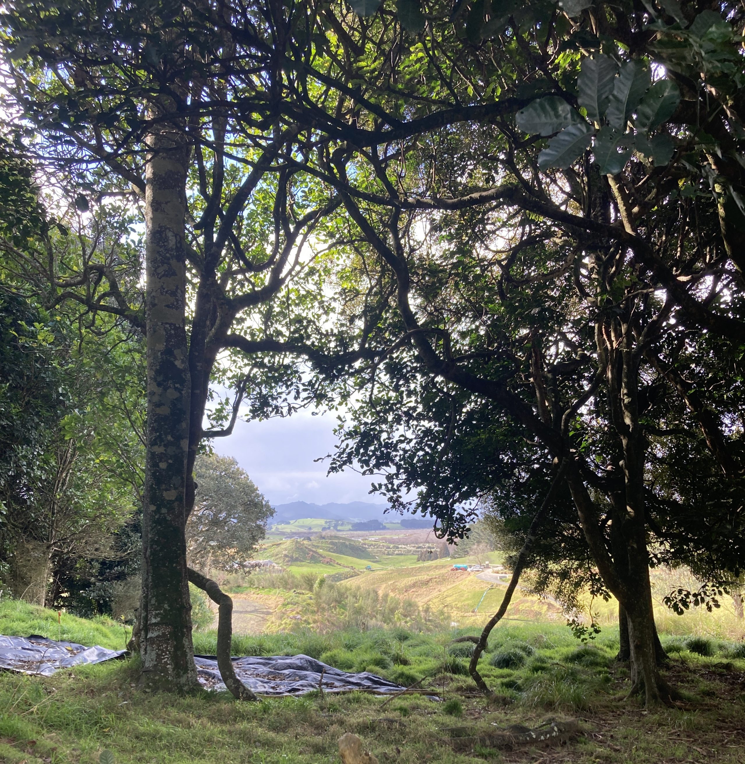 Seed Sourcing From A Mature Stand Of Bush Within The Park